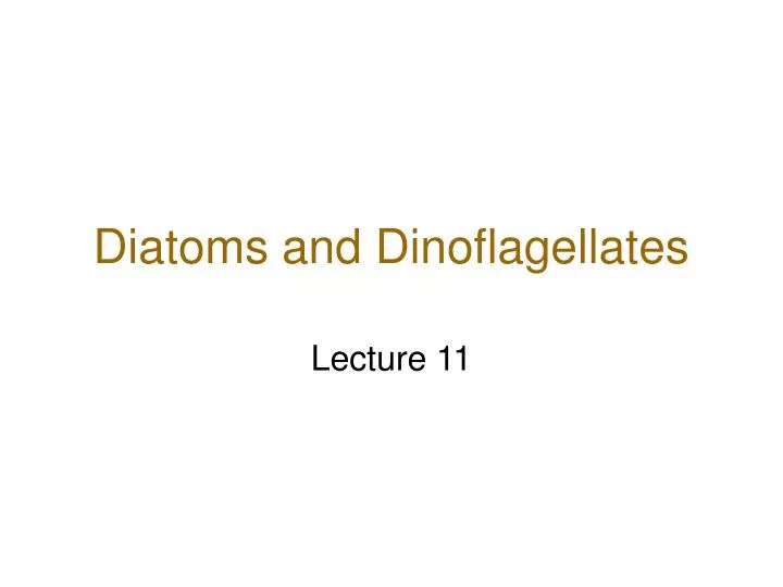 diatoms and dinoflagellates