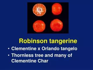 Robinson tangerine Clementine x Orlando tangelo Thornless tree and many of Clementine Char