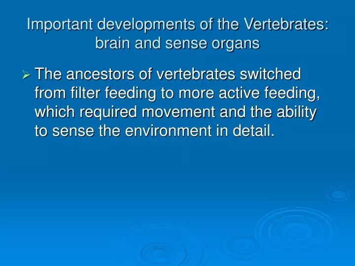 important developments of the vertebrates brain and sense organs