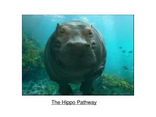 The Hippo Pathway