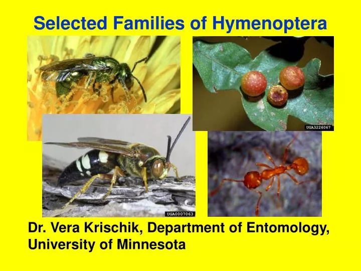 selected families of hymenoptera