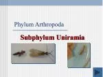 Phylum Arthropoda - slide 1