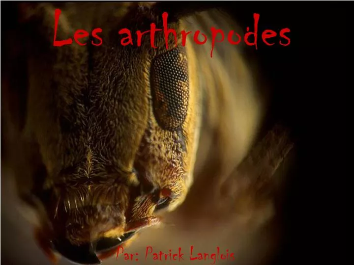 les arthropodes