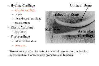Hyaline Cartilage articular cartilage larynx rib and costal cartilage nasal septum Elastic Cartilage epiglottis Fibrocar