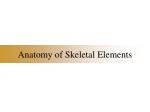 Anatomy of Skeletal Elements - slide 1