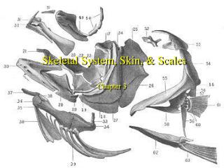 Skeletal System, Skin, &amp; Scales Chapter 3