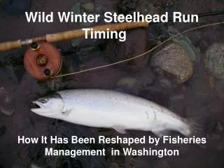 Wild Winter Steelhead Run Timing