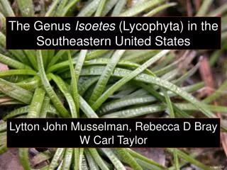 The Genus Isoetes (Lycophyta) in the Southeastern United States