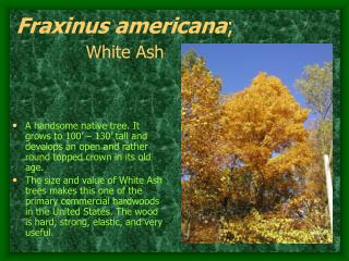 Fraxinus americana ; White Ash