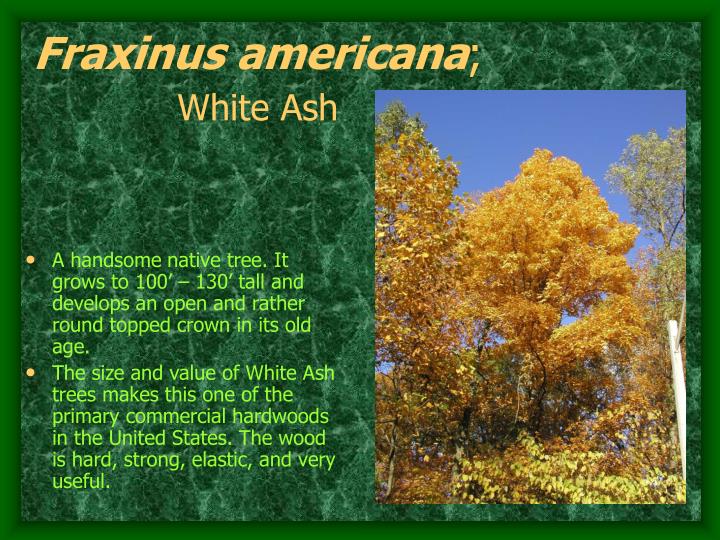 fraxinus americana white ash