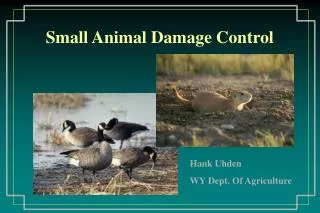 Small Animal Damage Control