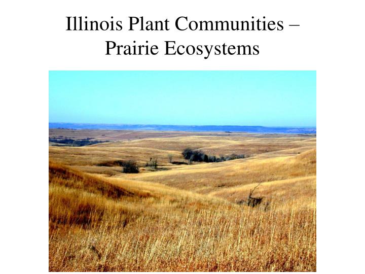 illinois plant communities prairie ecosystems