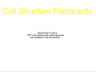 Cell Structure Flashcards