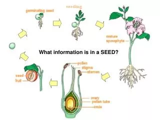 What information is in a SEED?