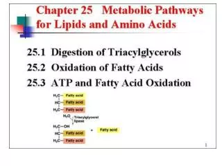 Lipid Metabolism