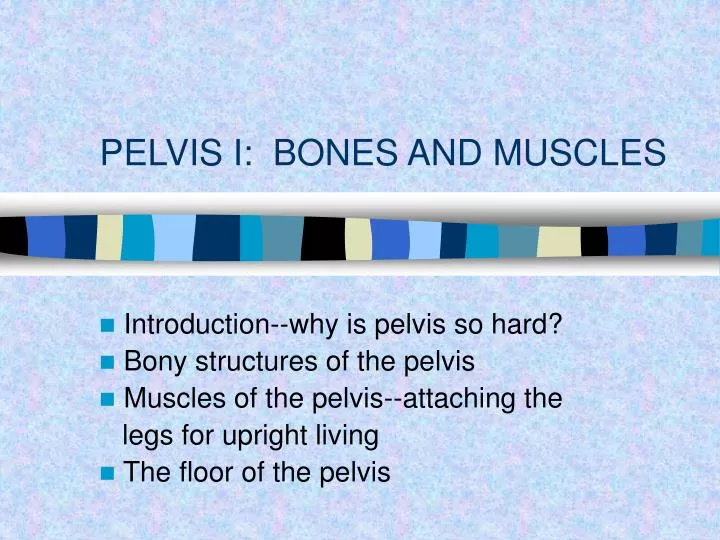 pelvis i bones and muscles