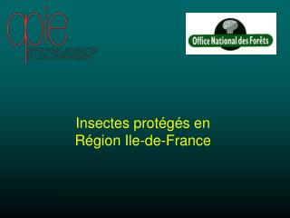 Insectes protégés en Région Ile-de-France