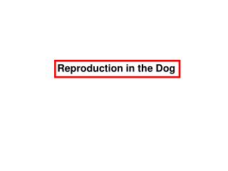 Reproduction in the Dog