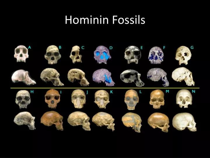hominin fossils
