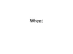 Wheat - slide 1