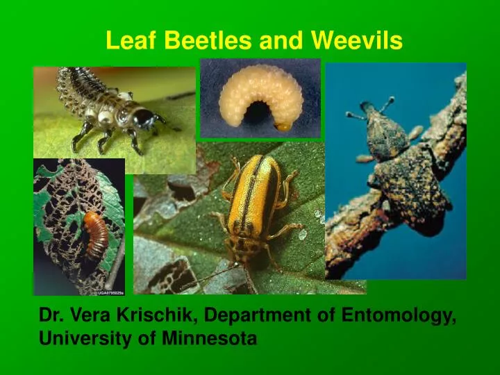 leaf beetles and weevils