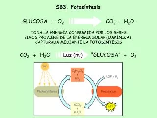 SB3. Fotosíntesis