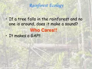 Rainforest Ecology