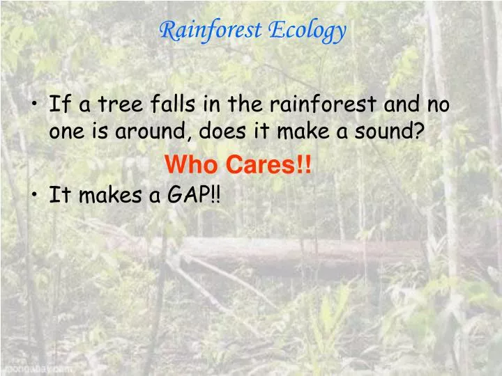 rainforest ecology