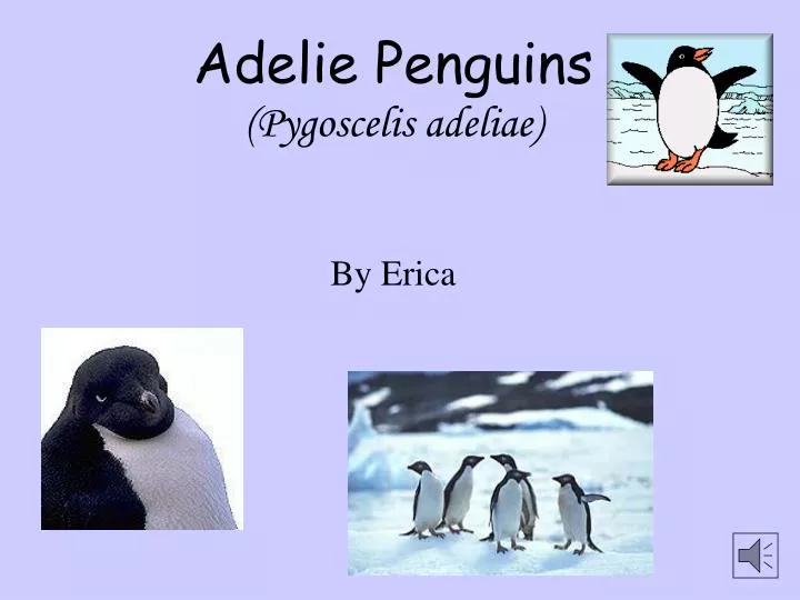 adelie penguins pygoscelis adeliae