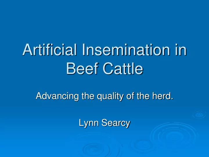 artificial insemination in beef cattle