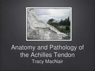 Anatomy and Pathology of the Achilles Tendon Tracy MacNair