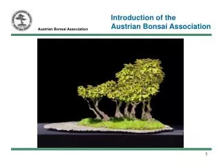 Austrian Bonsai Association