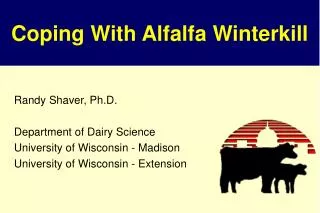 Coping With Alfalfa Winterkill