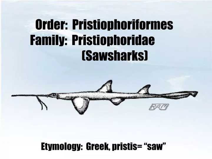 order pristiophoriformes family pristiophoridae sawsharks