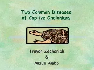 Two Common Diseases of Captive Chelonians
