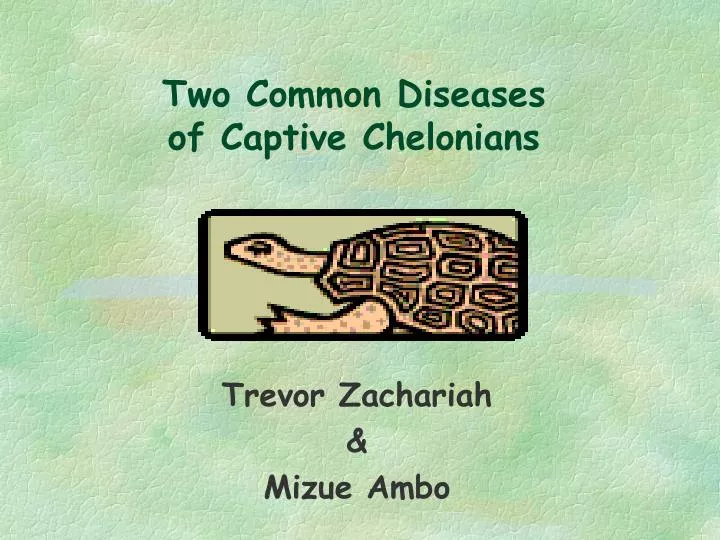 two common diseases of captive chelonians