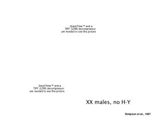 XX males, no H-Y