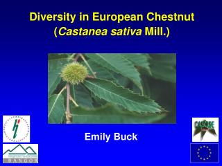 Diversity in European Chestnut ( Castanea sativa Mill.)