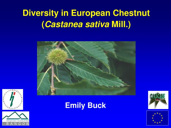 diversity in european chestnut castanea sativa mill