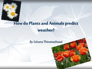 How do Plants and Animals predict weather?