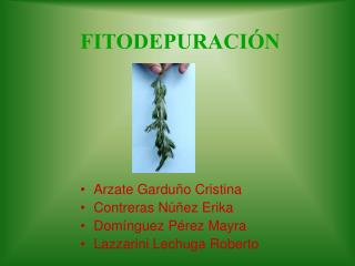 fitodepuraci n