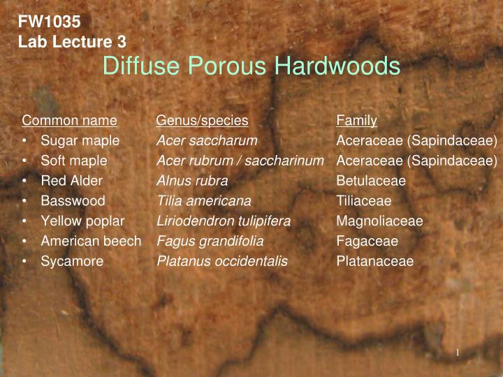 diffuse porous hardwoods