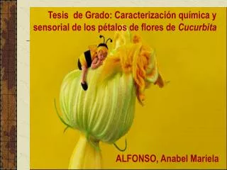 Tesis de Grado: Caracterización química y sensorial de los pétalos de flores de Cucurbita