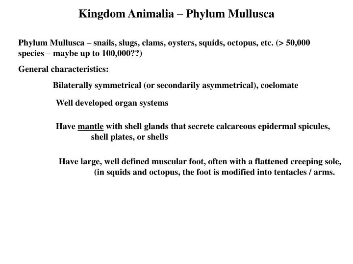 kingdom animalia phylum mullusca