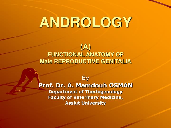 andrology a functional anatomy of male reproductive genitalia