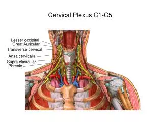 Cervical Plexus C1-C5