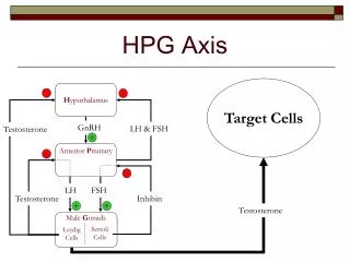 HPG Axis