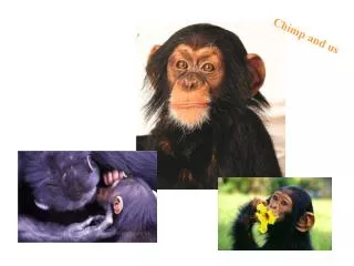 Chimp and us