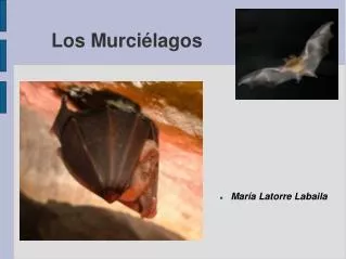 los murci lagos