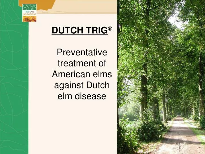 dutch trig preventative treatment of american elms against dutch elm disease